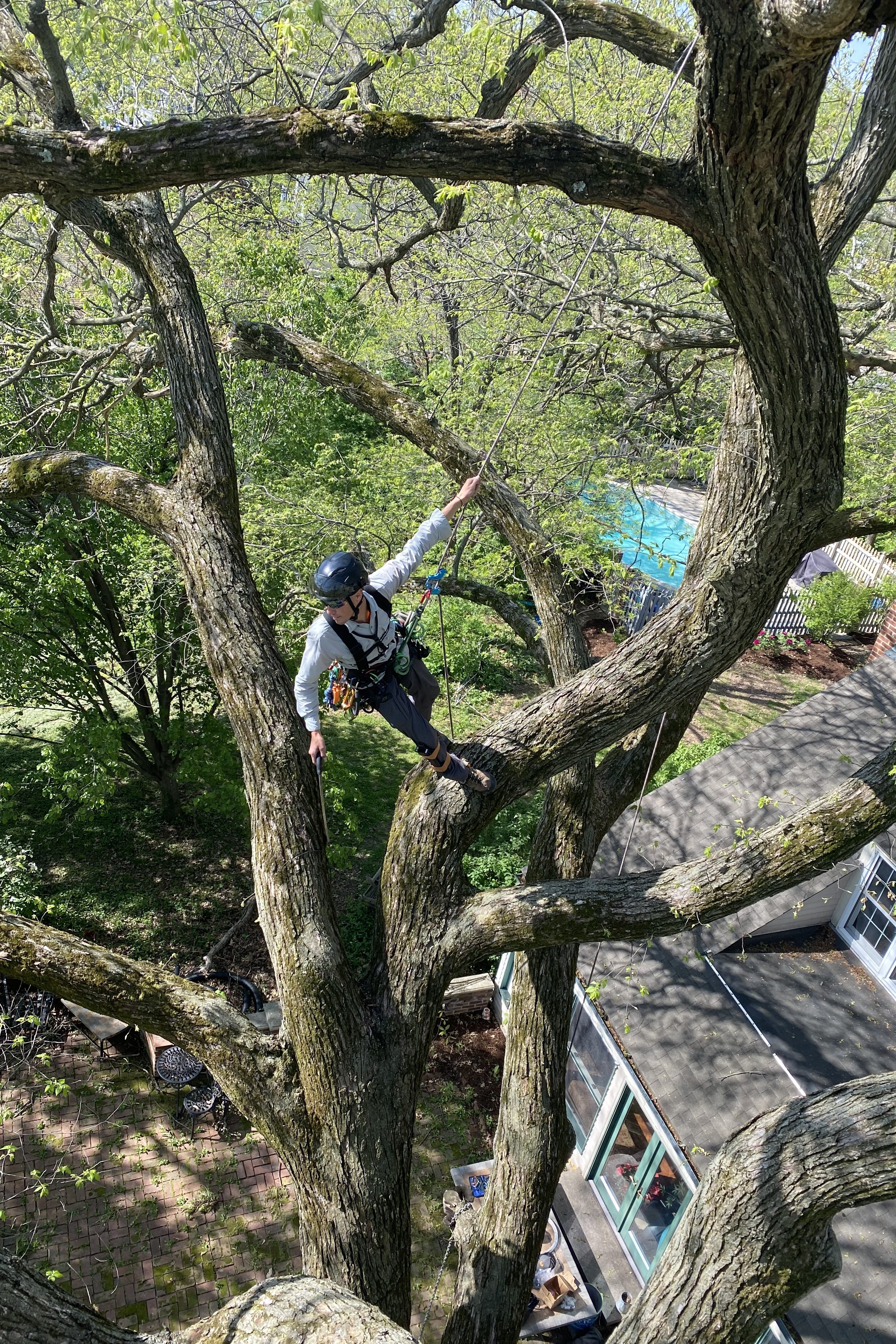 Rooted Arbor Care | Tree Trimming in O'Fallon, MO